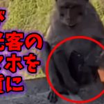 【前代未聞事件】猿が観光客のスマホを人質に食べ物を要求事件