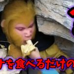 【仰天ニュース】猿のコスプレでバナナを食べるだけの仕事
